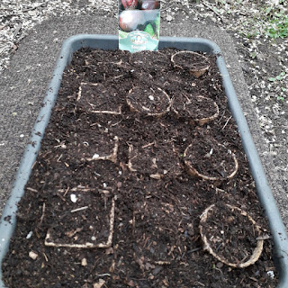 Sowing Beetroot seeds