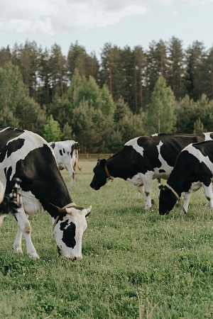 Cattle grazing in a field