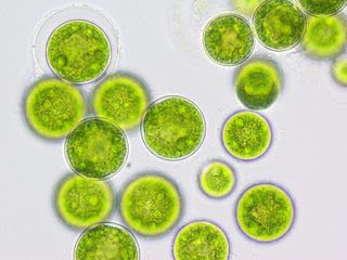 algae