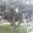 Picking apples from an apple tree