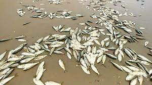 Fish killed by pollution