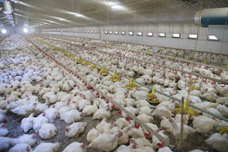 chicken factory farm