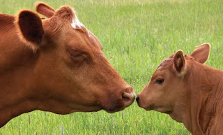 Cow and Calf