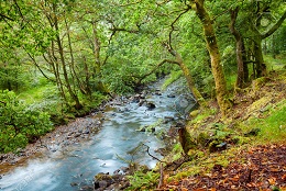 A forest river