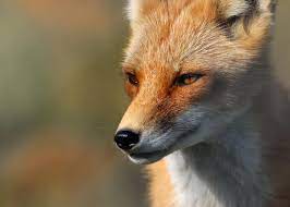 fox