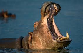 yawning hippopotamus showing canine teeth