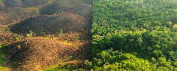 Deforested Land