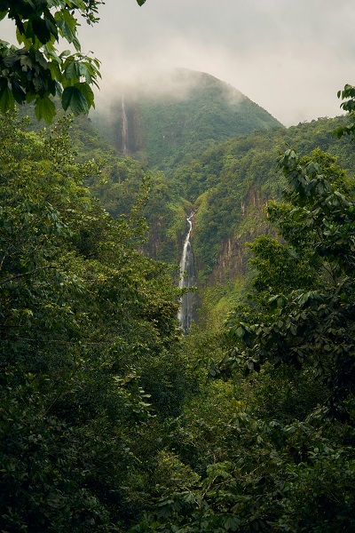 Rain Forest