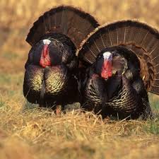 turkeys