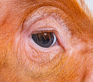 Looking into the eye of a pig